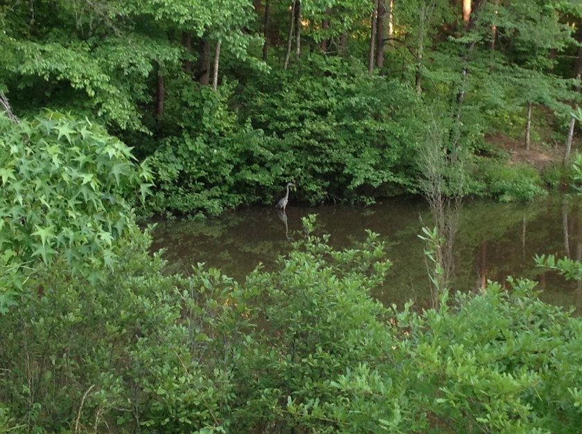 (c)DearTeacherLT2013 (You may use this picture if you link back to this blog.)