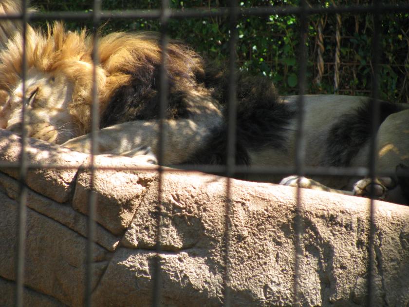 Wake up and roar!  (c)DearTeacherLT2013 (You may use the image if you link back to the blog and/or give credit to Dear Teacher/Love Teacher)  