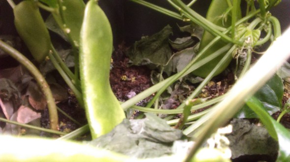 (c)DearTeacherLT2015 (You may use the image if you link back to the blog and/or give credit to Dear Teacher/Love Teacher)